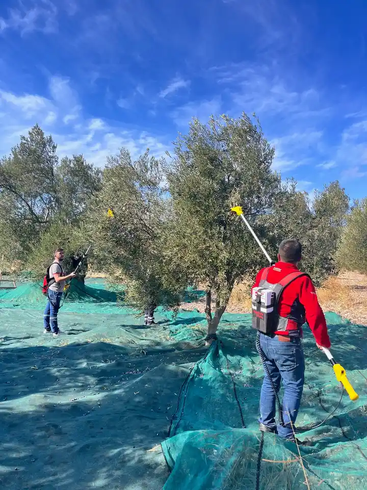 2025 Çardaktepe zeytin hasadı sırasında sırıklı toplama