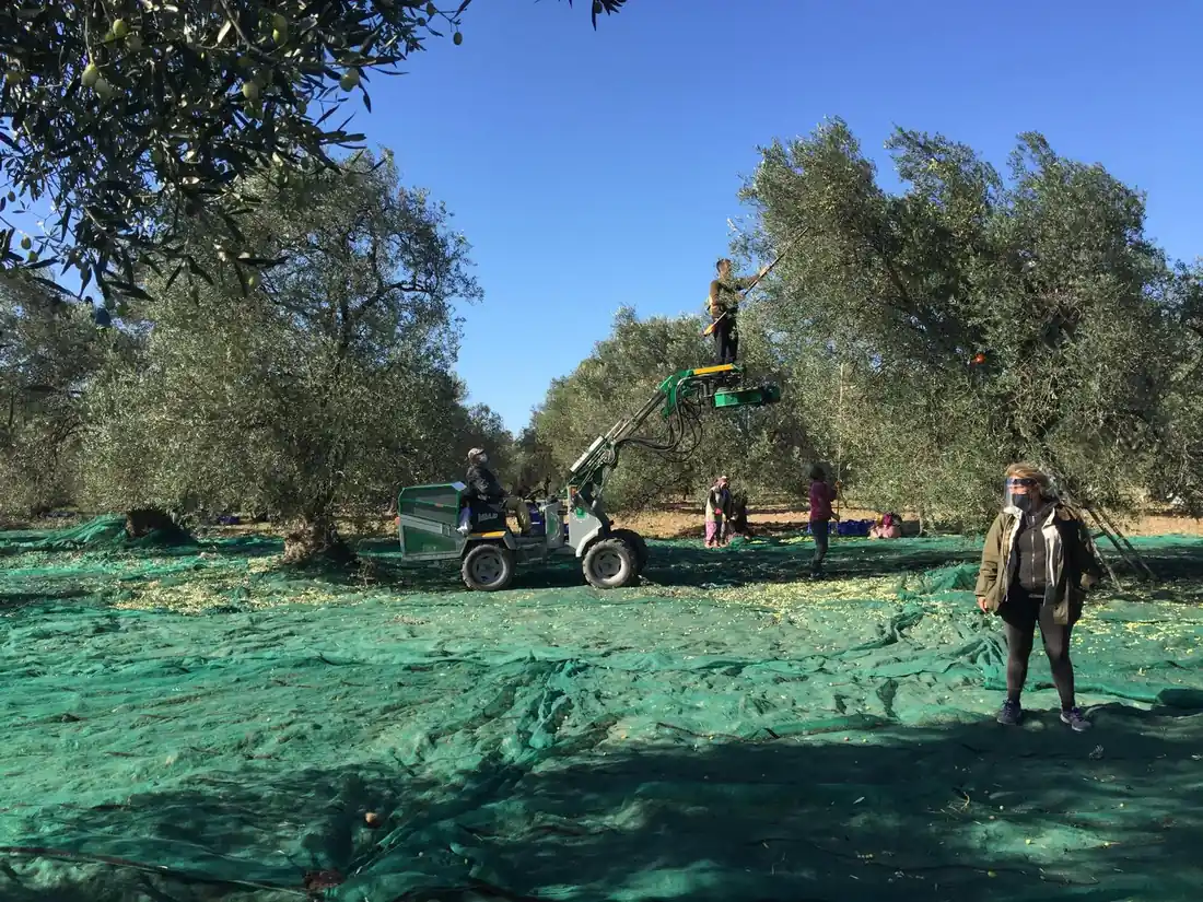 Ayvada hasat sırasında ağaca saygılı dal sarsıcı makine kullanımı