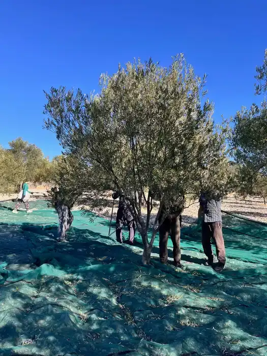Ayvada hasat sırasında ağaca saygılı dal sarsıcı makine kullanımı