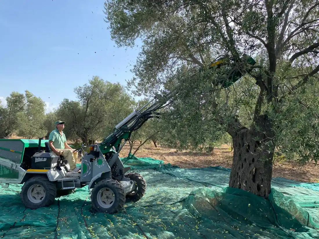 2025 dal sarsıcı makine ile zeytin hasadı Ayvada zeytinlikleri