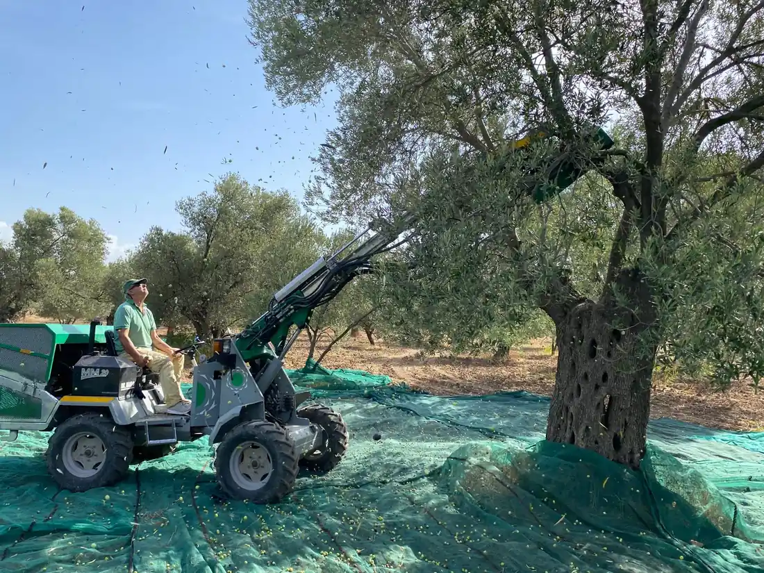 2025 dal sarsıcı makine zeytin hasadı ve sergi bezleri