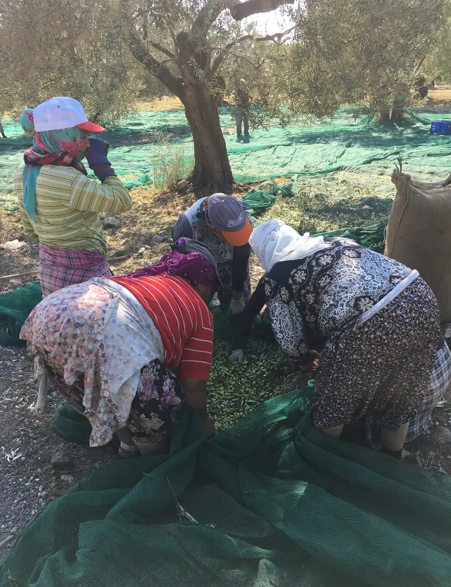 2025 zeytin hasadı sonrası ilk sıkım günü tesise giden kasalar