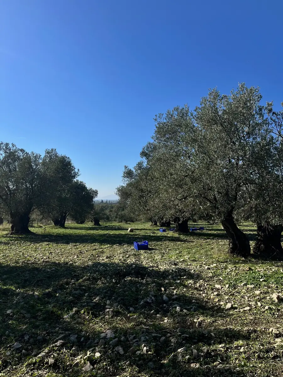 2025 zeytin hasadı sonrası mavi kasalarla zeytin taşıma sistemi