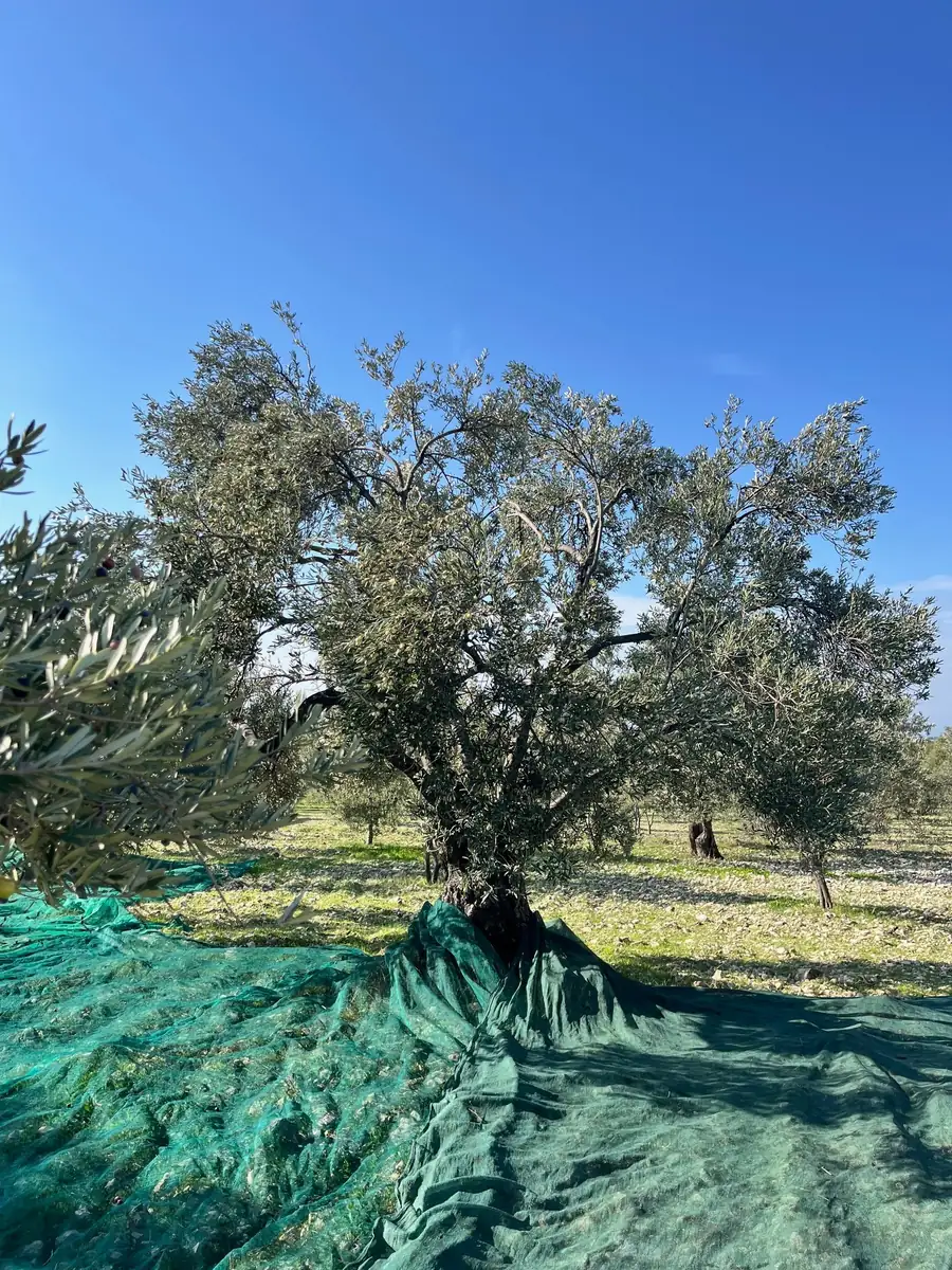 2025 zeytin hasadı sırasında sergi bezleri ve zeytinlik düzeni