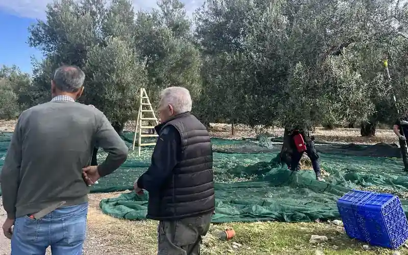 AYVADA ailesi 2026 Çardaktepe zeytin hasadında ekiplerin çalışmasını bahçede gözlemliyor