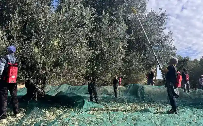 2026 Çardaktepe zeytin hasadında ekipler sergi bezleri üzerinde ağaçlardan mahsul topluyor