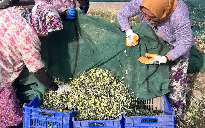 2026 Çardaktepe zeytin hasadında kadın çalışanlar yeşil ağlardaki zeytinleri mavi kasalara aktarıyor