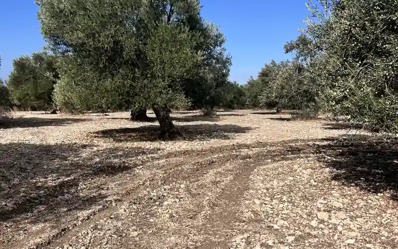 2026 Çardaktepe zeytinliği zemininde arazi ve araç izleri