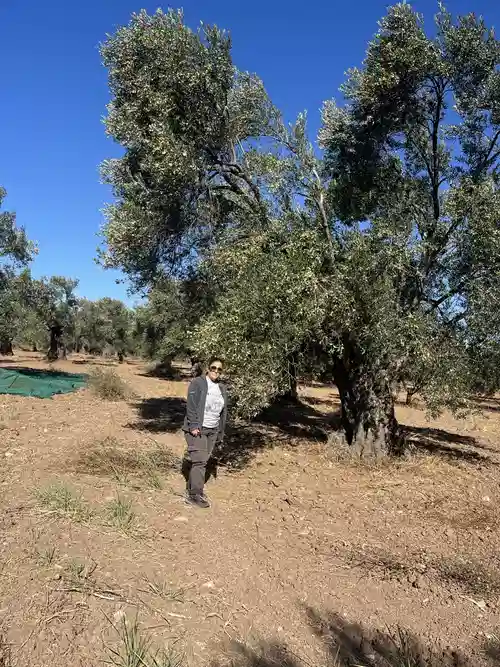 2026 Nalbant zeytinliğinde olgun zeytin ağaçları
