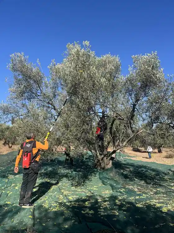 Nalbant zeytinliğinde 2026 zeytin hasadı ekibi