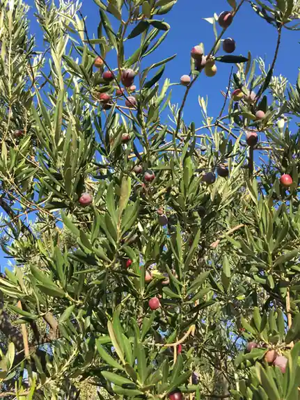 Ayvalık zeytin ağacında olgunlaşan zeytinler