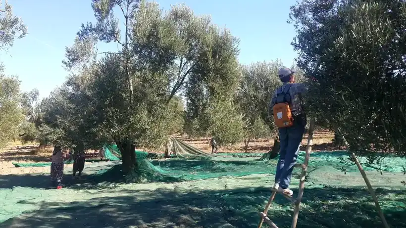 Ayvada Ayvalık zeytin hasadı ve izlenebilir zeytinyağı üretimi