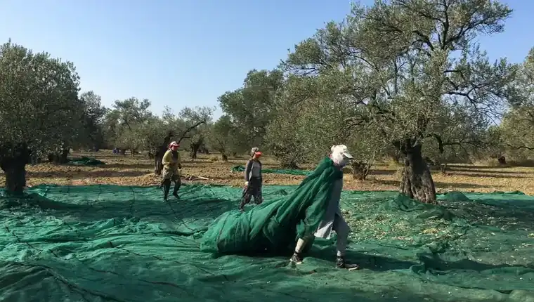 Zeytinyağı tüketim hesabı rehberinde Ayvada ailesinin Çardaktepe zeytinliklerindeki hasadı