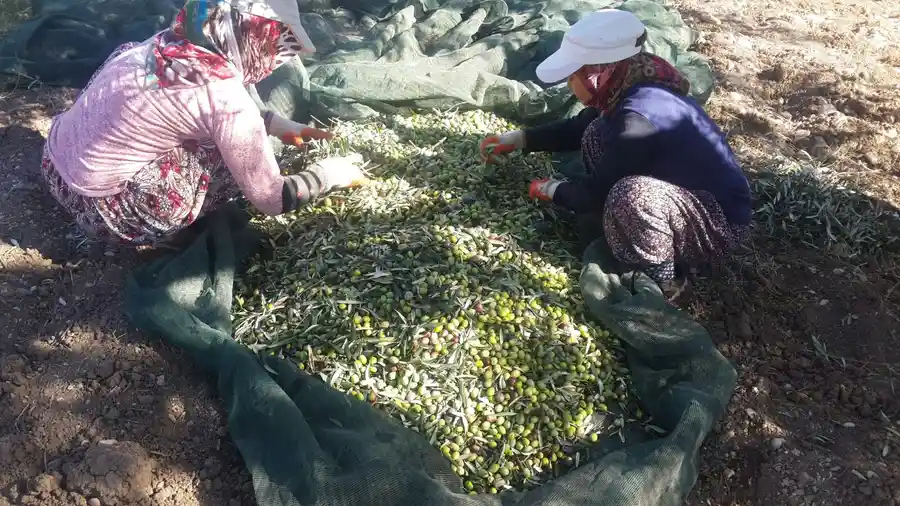 Babamın Ayvada Hasat Defteri