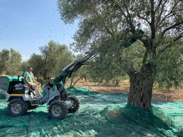 2025 zeytin hasadı sırasında Ayvada zeytinliğinde dal sarsıcı makine ve sergi bezleri