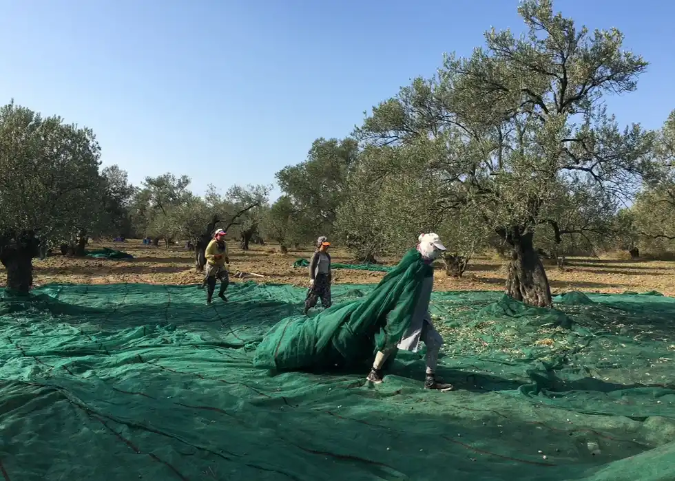 2025 zeytin hasadı için Çardaktepe zeytinliklerinde sergi bezlerinin hazırlanması