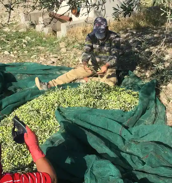Zeytinyağı hediye seti için Ayvada bahçelerinde toplanan Ayvalık zeytinleri