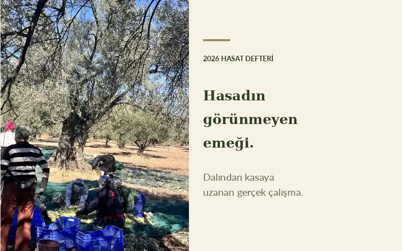 AYVADA Nalbant 2026 hasadında kadın çalışanların sergi bezlerinden zeytinleri toplaması ve kasalara alması