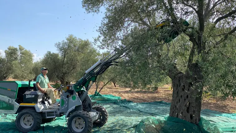 Natürel birinci zeytinyağı üretimi için Ayvada aile zeytinliğinde mekanik hasat