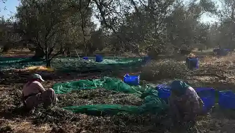 Natürel birinci mi riviera mı seçiminde Ayvada zeytinlerinin gerçek ayıklama süreci