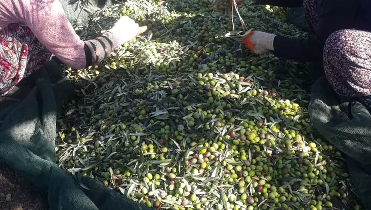 Natürel birinci zeytinyağı üretimi öncesinde Ayvada hasadında zeytin ayıklama