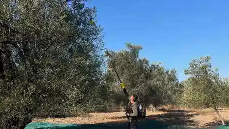 Ayvada zeytinliğinde yemeklik zeytinyağı 5 L için gerçek hasat