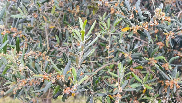Ayvada zeytinliğinde çiçeklenme sonrası dallarda kalan zeytin çiçeği kümeleri