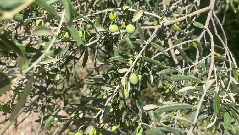 Ayvada zeytinliğinde çiçeklenme sonrası gelişen çok sayıda yeşil zeytin
