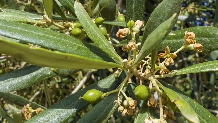 Ayvada zeytinliğinde kuruyan çiçeklerin yanında yeni bağlamış küçük yeşil zeytinler