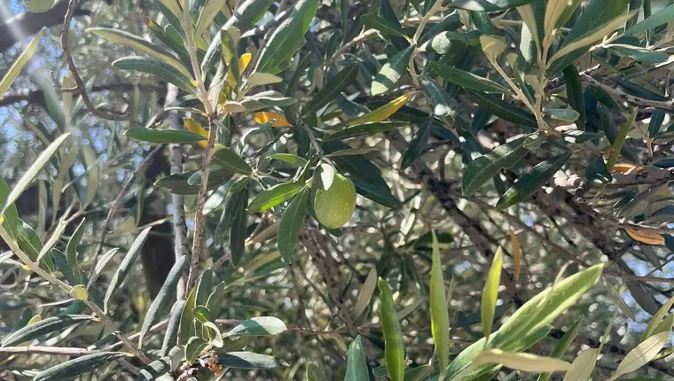 Ayvada zeytinliğinde yaz döneminde büyüyen yeşil zeytin