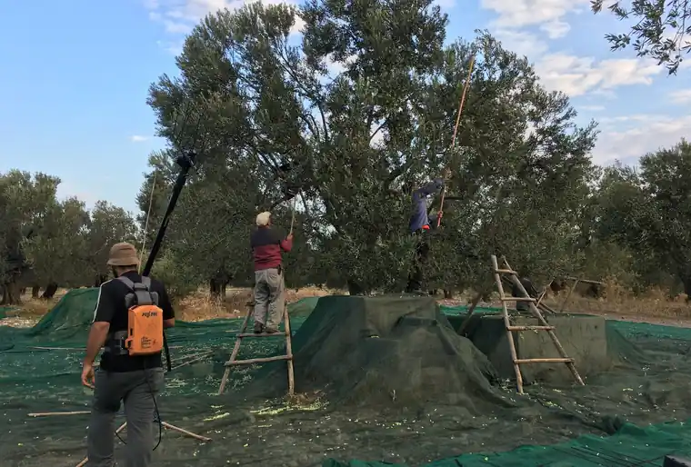 Ayvada zeytin hasadında sergi bezleri ve dal sarsıcı ile toplama