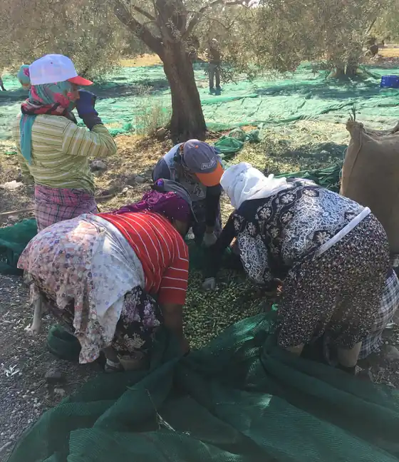 Ayvada zeytin seçimi ve izlenebilir zeytinyağı parti ayrımı