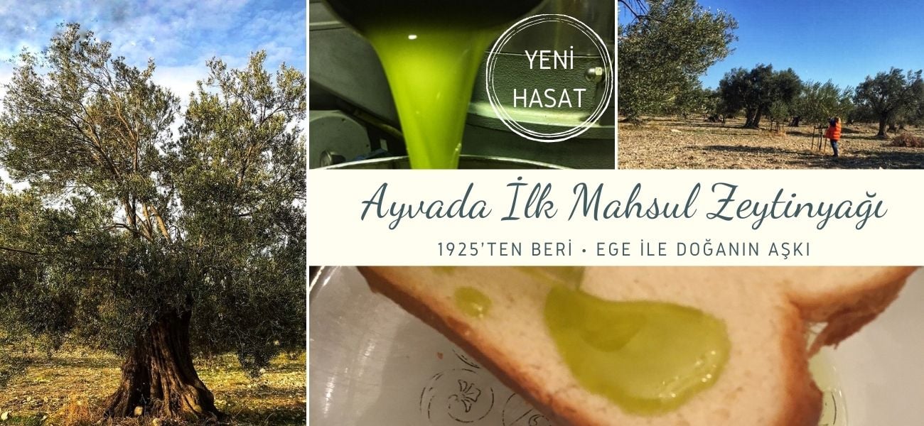 Ayvada Ayvalık İlk Mahsul Soğuk Sıkım Natürel Sızma Zeytinyağı 500 Ml