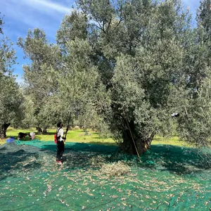 Ayvalık çeşidi zeytin ve Ayvada zeytinyağı denge anlatımı kapak görseli