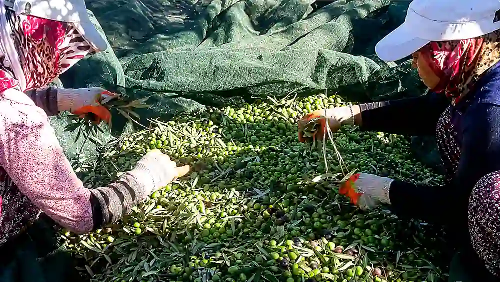 Ayvalık soğuk sıkım natürel sızma zeytinyağı 5 L hasadında zeytinlerin ayıklanması