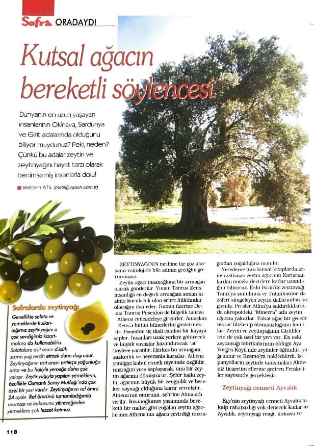 ayvalik-hasat-senligi-ayvada-naturel-sizma-zeytinyaginin-zeytinliginde