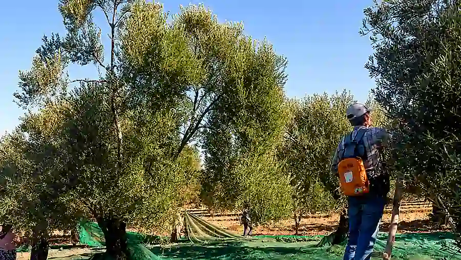 Ayvada zeytinliklerinde gerçek hasat görüntüsü
