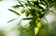 Erken Hasat Zeytinyağı Nedir? 