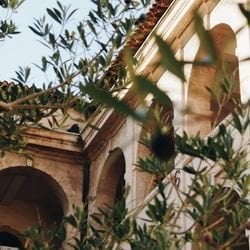 Gerçek Siyah Zeytin Nasıl Anlaşılır? Doğallığın İzinde