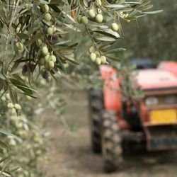 Zeytinyağı Nereden Gelir? Sofranıza Gelene Kadar Geçirdiği Yolculuk