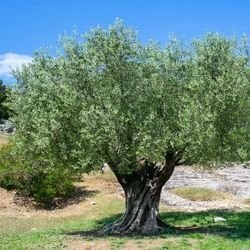 Zeytin Ağaçları Neden Taşınamaz? Doğanın Sessiz Kahramanı
