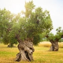 Zeytin Ağaçları Yangından Sonra Yeniden Büyür mü?