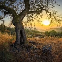 Zeytin Ağacının Kültürlerdeki Yeri