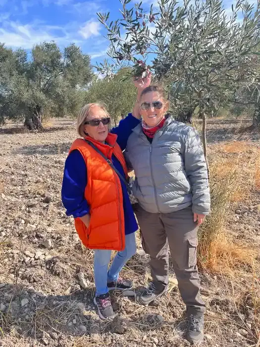 2025 Zeytin Hasadı: Ayvada Hasat Sezonu