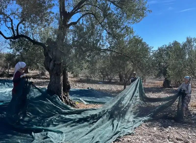 2025 Çardaktepe Zeytinliklerinde Hasat 