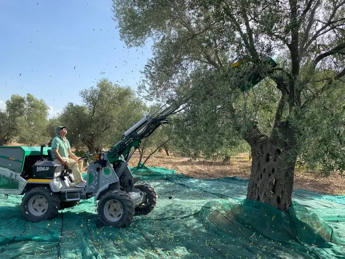 2025 Dal Sarsıcı Makine ile Hasat