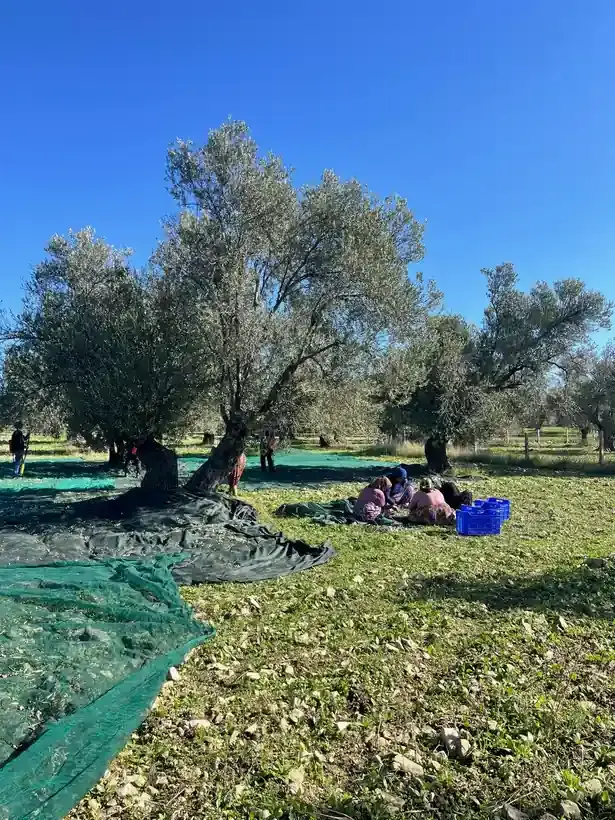 2025 Kadın Emeği ve Aile Zeytinlikleri