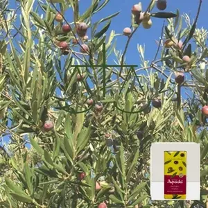 Ayvalık Çeşidi Zeytin Neden Dengeli Bir Yağ Verir?