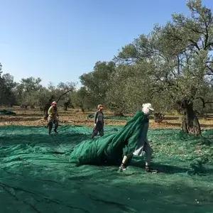 Fırın Yemekleri İçin Zeytinyağı Seçimi