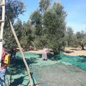 Kahvaltıdan Sıcak Yemeğe İki Farklı Zeytinyağı: Doğru Eşleşme 